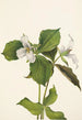Trille des neiges Trillium grandiflorum - Mary Vaux Walcott — artwork view