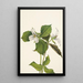 Trille des neiges Trillium grandiflorum - Mary Vaux Walcott — framed artwork on a wall