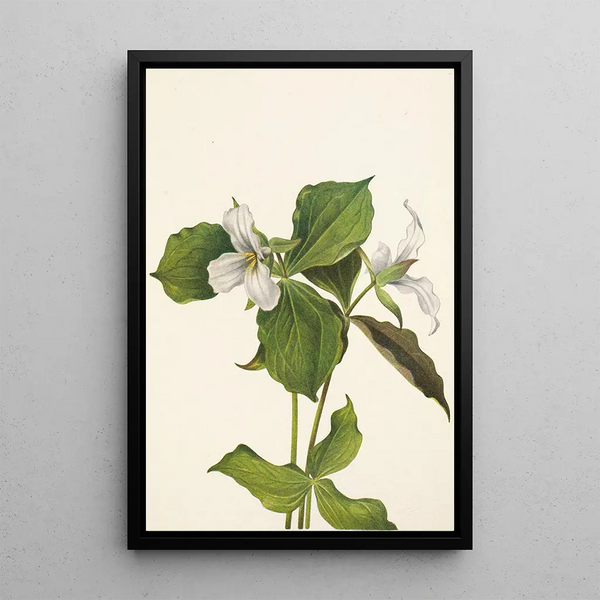 Trille des neiges Trillium grandiflorum - Mary Vaux Walcott — framed artwork on a wall