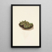 Snow Willow Salix nivalis - Mary Vaux Walcott — framed artwork on a wall