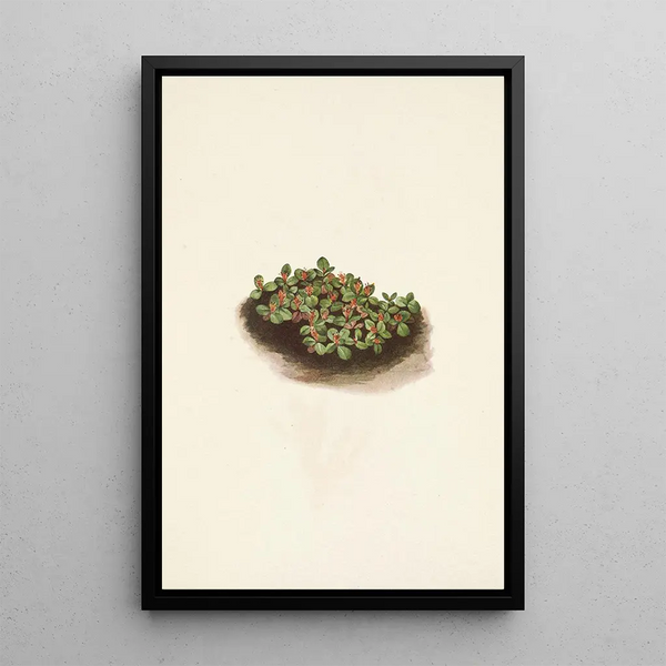Snow Willow Salix nivalis - Mary Vaux Walcott — framed artwork on a wall