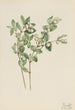 Symphorine blanche Symphoricarpos albus - Mary Vaux Walcott — artwork view