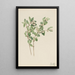 Symphorine blanche Symphoricarpos albus - Mary Vaux Walcott — framed artwork on a wall