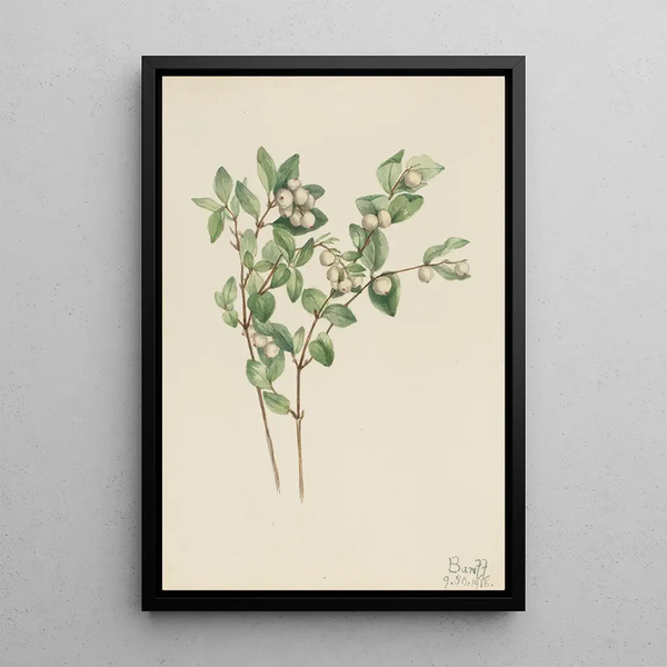 Symphorine blanche Symphoricarpos albus - Mary Vaux Walcott — framed artwork on a wall