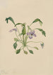 Violette à éperon du sud Viola digitata - Mary Vaux Walcott — artwork view