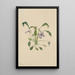 Violette à éperon du sud Viola digitata - Mary Vaux Walcott — framed artwork on a wall