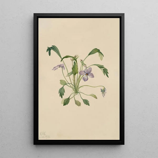 Violette à éperon du sud Viola digitata - Mary Vaux Walcott — framed artwork on a wall