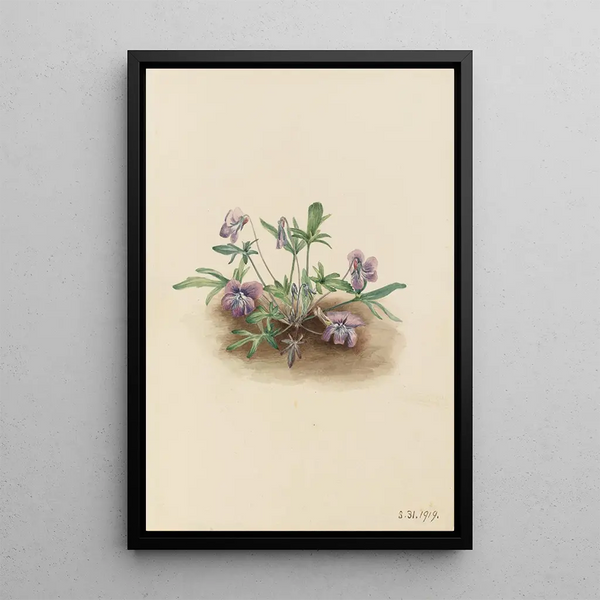 Violet of the South Coast Viola septemloba - Mary Vaux Walcott — framed artwork on a wall