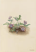 Violet of the South Coast Viola septemloba - Mary Vaux Walcott — artwork view