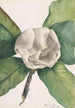 Southern Magnolia Painting Magnolia grandiflora - Mary Vaux Walcott — artwork view