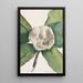 Southern Magnolia Painting Magnolia grandiflora - Mary Vaux Walcott — framed artwork on a wall