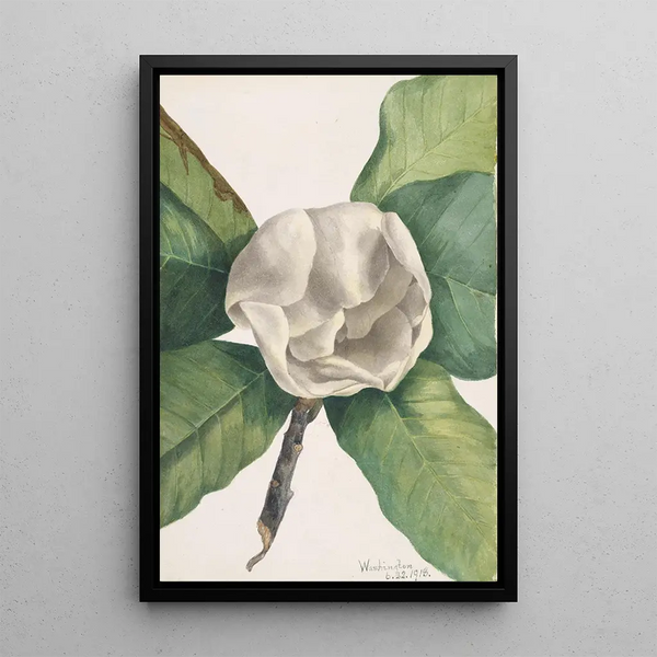 Southern Magnolia Painting Magnolia grandiflora - Mary Vaux Walcott — framed artwork on a wall