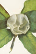 Flower of the Southern Magnolia Magnolia grandiflora - Mary Vaux Walcott — artwork view