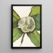 Flower of the Southern Magnolia Magnolia grandiflora - Mary Vaux Walcott — framed artwork on a wall