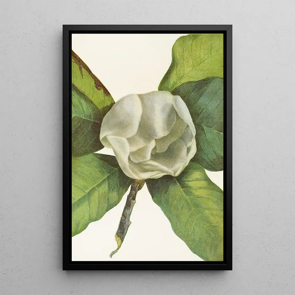 Flower of the Southern Magnolia Magnolia grandiflora - Mary Vaux Walcott — framed artwork on a wall