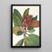Fruit of Southern Magnolia Magnolia grandiflora - Mary Vaux Walcott — framed artwork on a wall