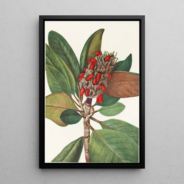 Fruit of Southern Magnolia Magnolia grandiflora - Mary Vaux Walcott — framed artwork on a wall