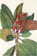 Fruit of Southern Magnolia Magnolia grandiflora - Mary Vaux Walcott — artwork view