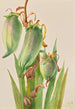 Baïonnette espagnole Yucca baccata - Mary Vaux Walcott — artwork view