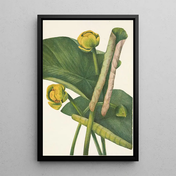 Nénuphar jaune Nymphaea advena - Mary Vaux Walcott — framed artwork on a wall