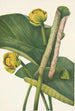 Nénuphar jaune Nymphaea advena - Mary Vaux Walcott — artwork view