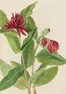 Calycanthe occidental Calycanthus occidentalis - Mary Vaux Walcott — artwork view