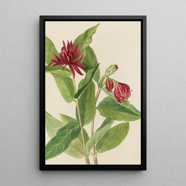 Calycanthe occidental Calycanthus occidentalis - Mary Vaux Walcott — framed artwork on a wall