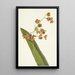 Cyrtopodium tacheté Cyrtopodium punctatum - Mary Vaux Walcott — framed artwork on a wall