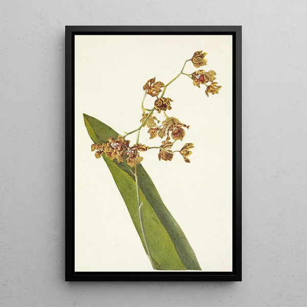 Cyrtopodium tacheté Cyrtopodium punctatum - Mary Vaux Walcott — framed artwork on a wall