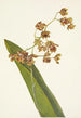 Cyrtopodium tacheté Cyrtopodium punctatum - Mary Vaux Walcott — artwork view
