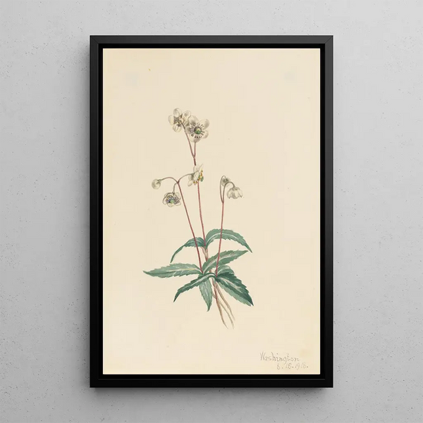 Pipsissewa tacheté Chimaphila maculata - Mary Vaux Walcott — framed artwork on a wall