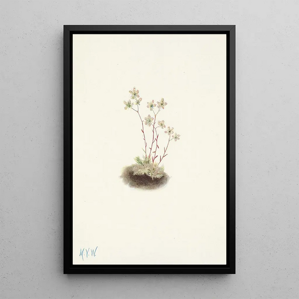 Saxifrage tachetée Saxifraga bronchialis - Mary Vaux Walcott — framed artwork on a wall