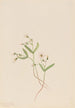Spring Claytonie Painting Claytonia lanceolata - Mary Vaux Walcott — artwork view