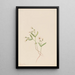 Spring Claytonie Painting Claytonia lanceolata - Mary Vaux Walcott — framed artwork on a wall
