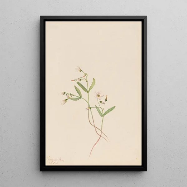 Spring Claytonie Painting Claytonia lanceolata - Mary Vaux Walcott — framed artwork on a wall