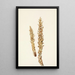 Conopholis of America Conopholis americana - Mary Vaux Walcott — framed artwork on a wall