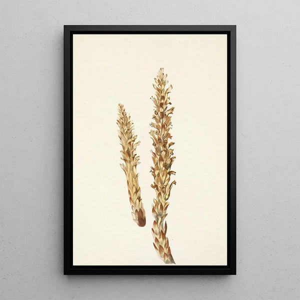Conopholis of America Conopholis americana - Mary Vaux Walcott — framed artwork on a wall