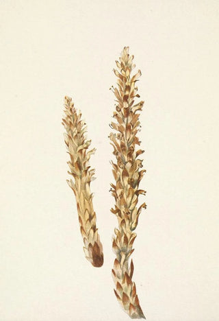 Mary Vaux Walcott - Squawroot Conopholis americana.webp