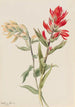 Stachys des marais - Mary Vaux Walcott — artwork view