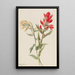Stachys des marais - Mary Vaux Walcott — framed artwork on a wall