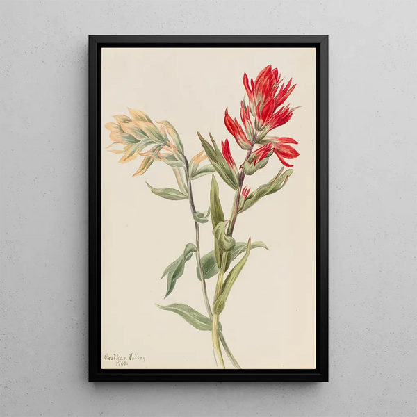 Stachys des marais - Mary Vaux Walcott — framed artwork on a wall
