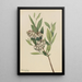 Pieris de Virginie Pieris mariana - Mary Vaux Walcott — framed artwork on a wall