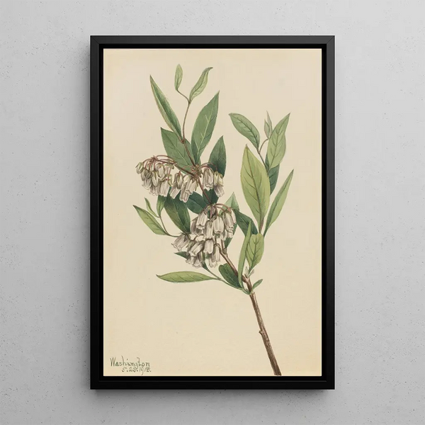 Pieris de Virginie Pieris mariana - Mary Vaux Walcott — framed artwork on a wall