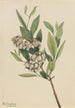 Pieris de Virginie Pieris mariana - Mary Vaux Walcott — artwork view