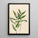 Vagnera étoilée Vagnera stellata - Mary Vaux Walcott — framed artwork on a wall