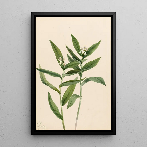 Vagnera étoilée Vagnera stellata - Mary Vaux Walcott — framed artwork on a wall