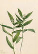 Vagnera étoilée Vagnera stellata - Mary Vaux Walcott — artwork view