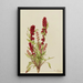 Strawberry Goosefoot Chenopodium capitatum - Mary Vaux Walcott — framed artwork on a wall