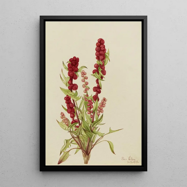 Strawberry Goosefoot Chenopodium capitatum - Mary Vaux Walcott — framed artwork on a wall