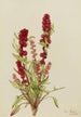 Strawberry Goosefoot Chenopodium capitatum - Mary Vaux Walcott — artwork view